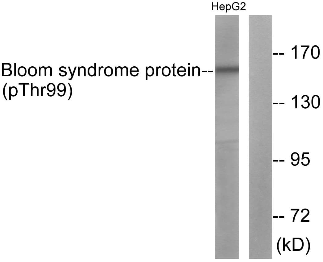 BLM Antibody (phospho-Thr99)