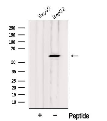 LAP3 Antibody