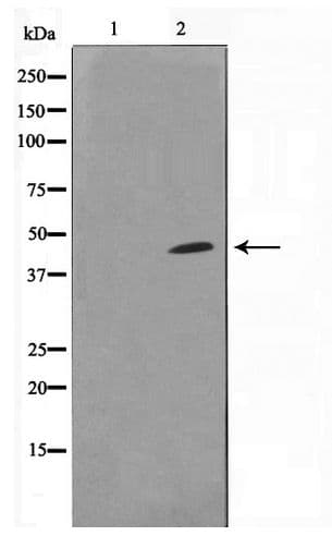 Polyclonal Rabbit anti-Human DOK6 Antibody (IF, WB)