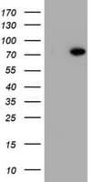 HBS1L Antibody (clone OTI1A7)