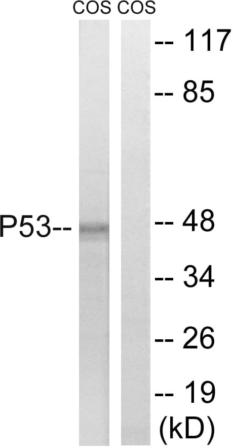 IHC-plus™ TP53 / p53 Antibody (aa6-55)
