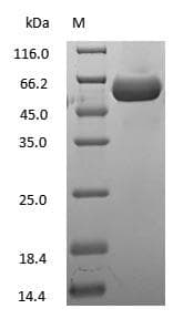 Casein Protein (Native)