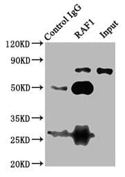Polyclonal Rabbit anti-Human RAF1 / RAF Antibody (aa1-648)
