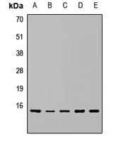 RPS15A Antibody