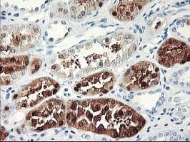 UNG / Uracil DNA Glycosylase Antibody (clone OTI1G2, Carrier-free)