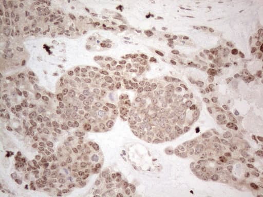 HMGB4 Antibody (clone OTI5G3)