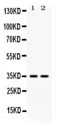 CD58 Antibody