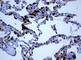 Selenium Binding Protein 1 Antibody (clone 3D4, Carrier-free)