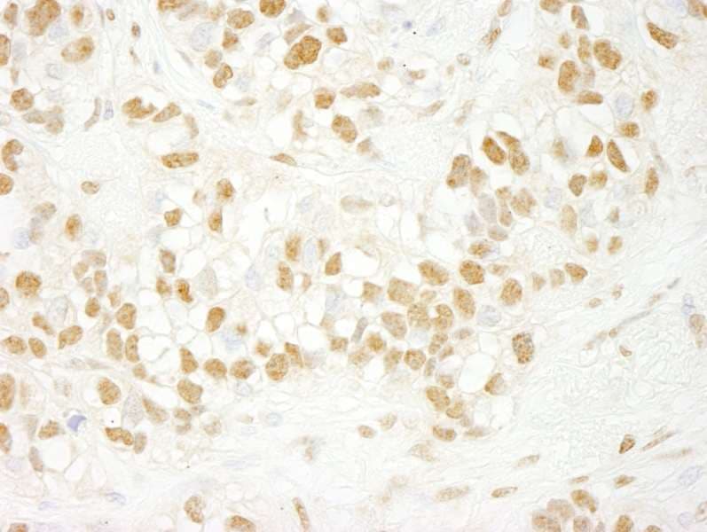CDC5 / CDC5L Antibody (aa752-802)