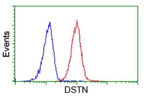DSTN / Destrin Antibody (clone OTI2F7)