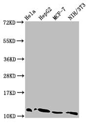 Polyclonal Rabbit anti-Human HIST1H4I Antibody (IHC, IF, WB)