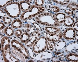 NPR3 Antibody (clone OTI4C3)
