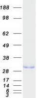 Human Geminin Protein (Recombinant Myc-DDK (Flag))