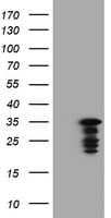 JUN / c-Jun Antibody (clone OTI7B10)