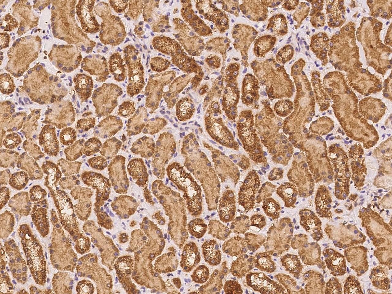 BTN3A1 / CD277 Antibody (Preservative Free)