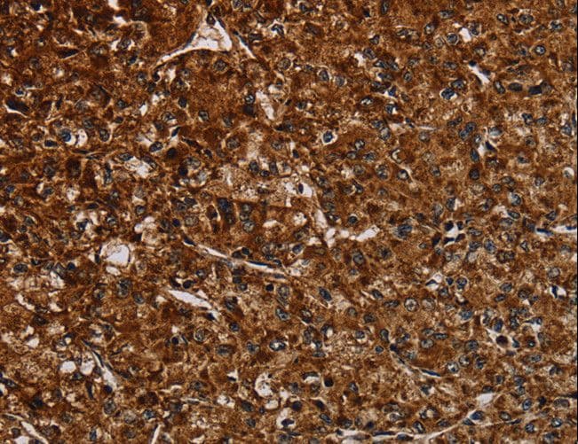 Polyclonal Rabbit anti-Human NDUFAB1 / ACP Antibody (IHC)