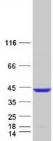 Human ELAVL3 / HUC Protein (Recombinant Myc-DDK (Flag))