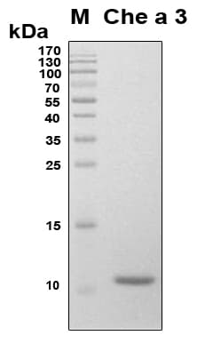 Chenopodium album Polcalcin, Calcium-binding Pollen Allergen Che a 3 Protein (Recombinant 6His, N-terminus)