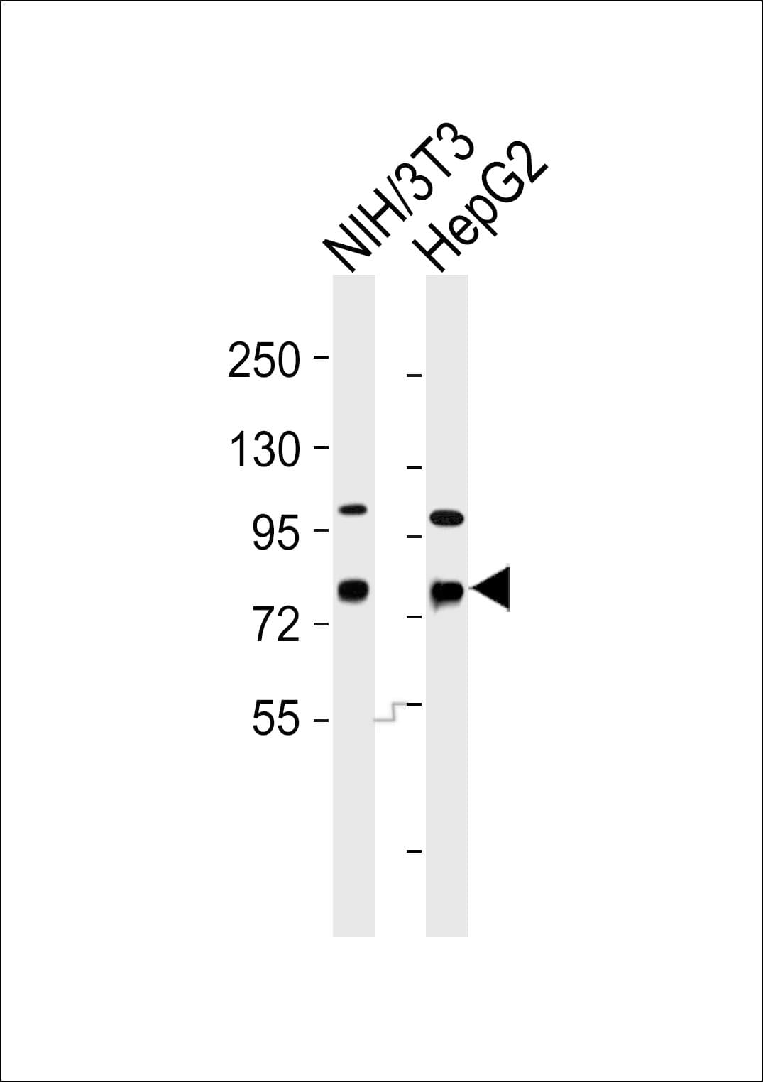 Polyclonal Rabbit anti-Human DBF4 Antibody (WB)