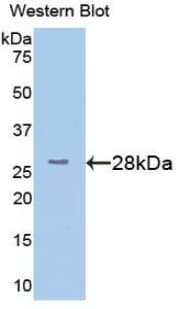 TMEM173 / STING Antibody (aa159-373, APC)