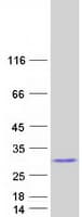 Human C1orf123 Protein (Recombinant Myc-DDK (Flag))