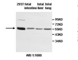 ZNF165 Antibody