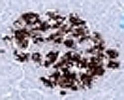 Insulin Antibody (aa1-84, clone SPM531, Azide-free, BSA-free)