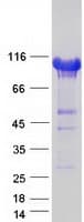 Human KDM1A / LSD1 Protein (Recombinant Myc-DDK (Flag))