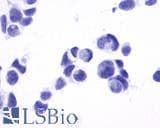 IHC-plus™ NPY5R Antibody (Cytoplasmic Domain)