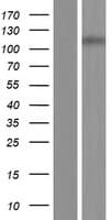 ZFR2 Protein (Over-Expression Lysate Myc-DDK (Flag))
