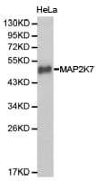 MAP2K7 / MEK7 Antibody