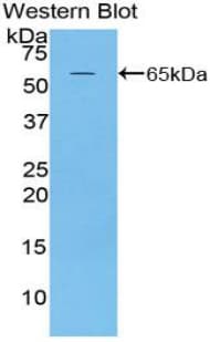 MAP2 Antibody (aa1459-1718)