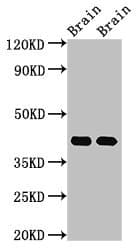 Polyclonal Rabbit anti-Mouse GNAO1 Antibody (WB)