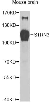 STRN3 Antibody
