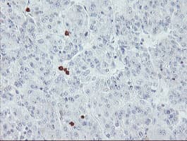 USP36 Antibody (clone OTI7G3)