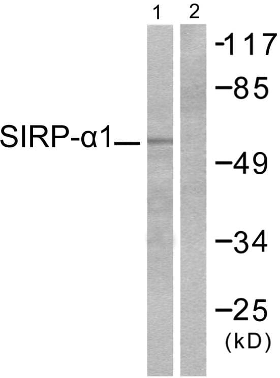 SIRPA / CD172a Antibody