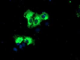 REEP2 Antibody (clone OTI2C7)