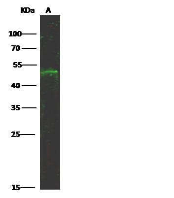 Polyclonal Rabbit anti-Human CD83 Antibody (Preservative Free, WB)