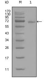 IHC-plus™ STAT3 Antibody (clone 7G3H4)