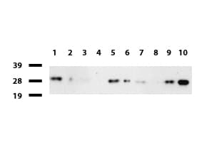 PSMA6 Antibody (clone UMAB102)