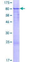 Human ZNF791 Protein (Recombinant GST)