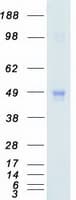 Human MAPK8 / JNK1 Protein (Recombinant Myc-DDK (Flag))