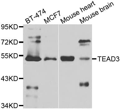 TEAD3 Antibody