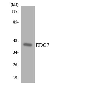 Polyclonal Rabbit anti-Human LPAR3 / LPA3 / EDG7 Antibody (aa99-148, WB)