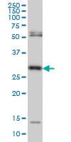 MPG Antibody (clone 2D2)