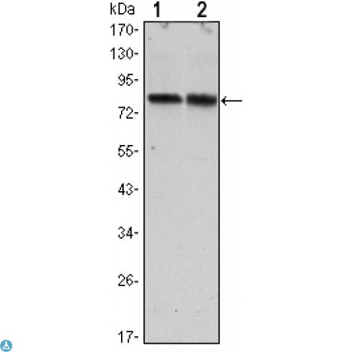 CRTC2 / TORC2 Antibody