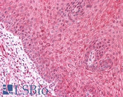IHC-plus™ HERC6 Antibody
