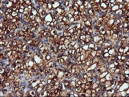 ENPEP / Aminopeptidase A Antibody (clone OTI3G1)