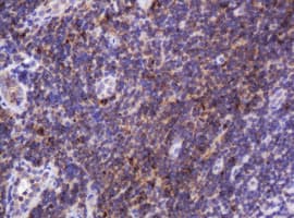 HSPD1 / HSP60 Antibody (clone OTI3G10)