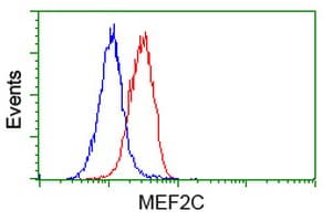 MEF2C Antibody (clone OTI4B10, Carrier-free)